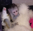 Male  Female Babies Capuchin,Marmoset, Squirrel  Spider monkeys for adoption